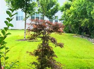 Amanda S.'s Lawn Care service result