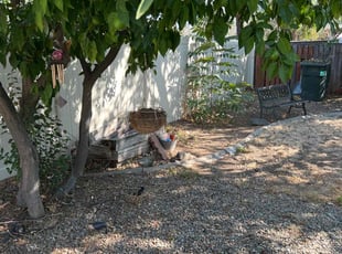 Leaf Removal by Robert Macias for Emily T. in Sacramento, CA