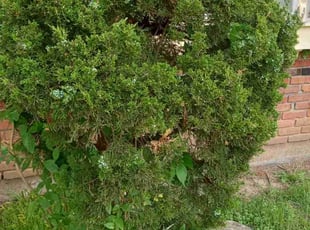 Bush Trimming by Lance Reynolds for Janis J. in Kansas City, MO