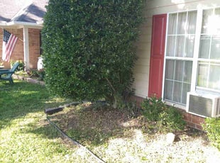 Bush Trimming by Jerome Borders for Mary W. in Horn Lake, MS