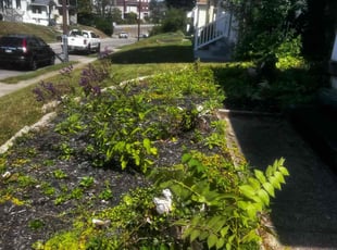 Bush Trimming by James Abernathy for Darrell L. in Cincinnati, OH