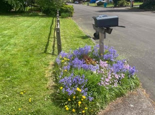 Mitchell S.'s Grass Cutting service result