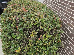 Bush Trimming by Artavius Clark for Curtis N. in Washington, DC