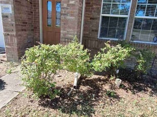 Bush Trimming by Jesus Valencia for Rebecca L. in Frisco, TX