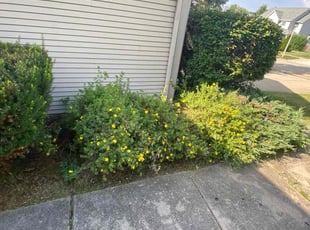 Weeding by Darren Mudget for Spencer E. in Delhi charter Township, MI