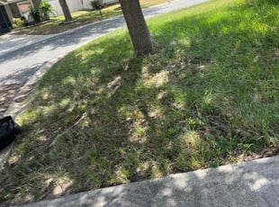 Leaf Removal by William Harvey for Melissa H. in Davenport, FL