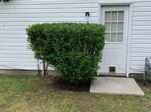 Bush Trimming by Marcus L Cutler for Phil W. in Suffolk, VA