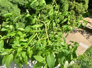 Bush Trimming by Wilson Leon for Sal S. in Gaithersburg, MD