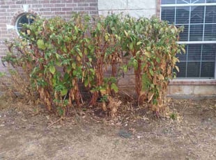 Bush Trimming by Derrel Laird for Peter L. in Fort Worth, TX