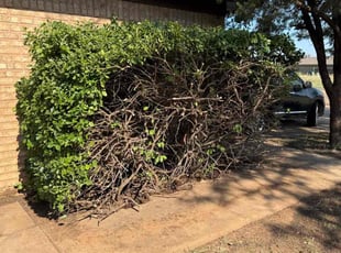 Bush Trimming by John Ysasaga for Don C. in Lubbock, TX