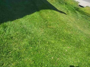 Debi J.'s Lawn Care service result