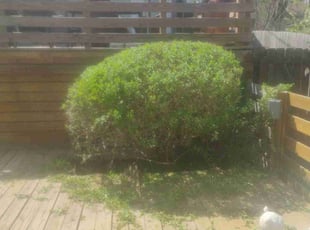 Bush Trimming by Frank Bennett for Glenda W. in Raytown, MO