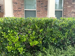 Bush Trimming by Samuel Rueda for Jared B. in Buda, TX