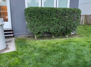 Bush Trimming by Katie Korb for Holly T. in Olathe, KS