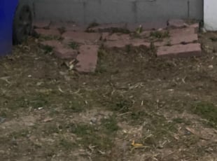 Weeding by Earl Miller for Jarvis J. in San Diego, CA