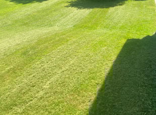 Madeline H.'s Lawn Mowing service result