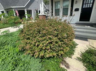 Bush Trimming by Lacy Dixon for Carilu H. in San Antonio, TX