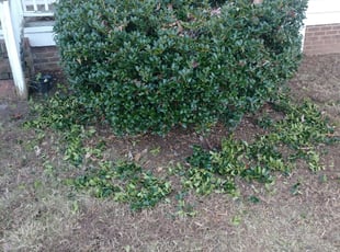 Bush Trimming by Timothy Chaplin for Loretta R. in Durham, NC