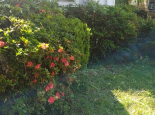 Bush Trimming by Joe Dortch for Taylor C. in Richmond, VA