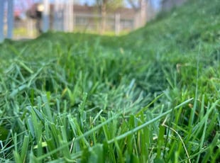 Annette H.'s Grass Cutting service result