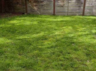 Heidi N.'s Grass Cutting service result