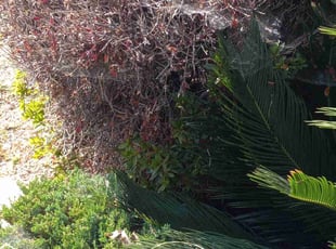 Bush Trimming by Damian Cornelious sr for Ronald H. in Los Angeles, CA