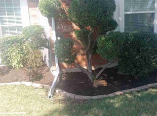 Mulching by Jose Martinez for Robelia M. in Arlington, TX