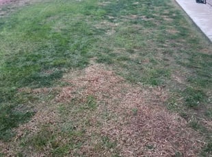 Cleanups by Loren Bunnell for Alex P. in San Diego, CA