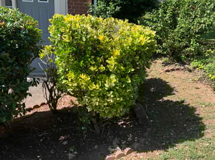 Bush Trimming by Phillip StPreuve for Katija T. in Lawrenceville, GA