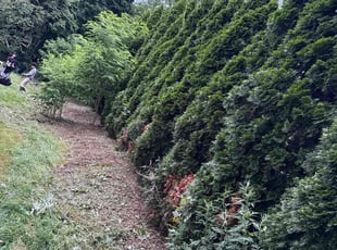 Weeding by Rey Alvarez for Susan P. in Farmington, CT