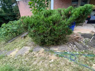 Bush Trimming by Pablo Andrade for Stephen F. in Silver Spring, MD