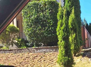 Bush Trimming by Lakota Calkins for Maria Vivian G. in DuPont, WA