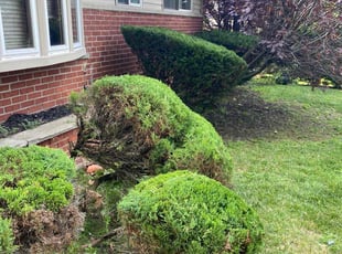 Bush Trimming by David Brooks for Kim B. in Redford Charter Township, MI