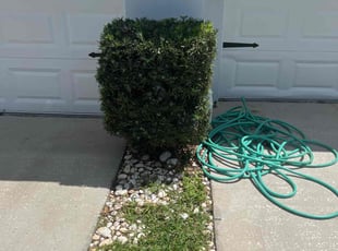 Bush Trimming by Warren Minns for Jimmy E. in Odessa, FL