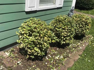 Bush Trimming by Hugo lopez for Seanna J. in Marietta, GA