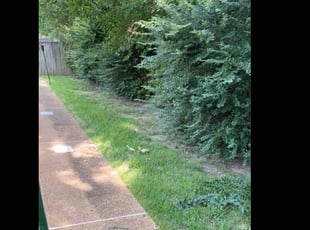 Bush Trimming by Corneilus Henard for Dionne T. in Cordova, TN