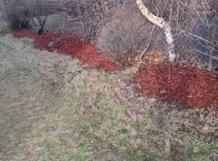 Bush Trimming by Matthew Spinelli for Bela G. in Stratford, CT