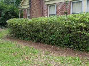 Bush Trimming by Steven Baskin for Tanya J. in Columbia, SC