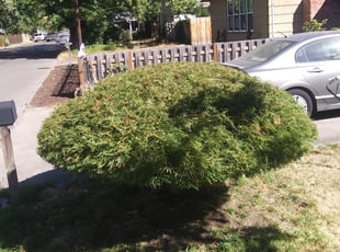 Bush Trimming by Brandon Young for Todd P. in Beaverton, OR