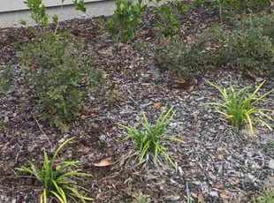 Weeding by Christopher Giordano for Jaci S. in Dunnellon, FL