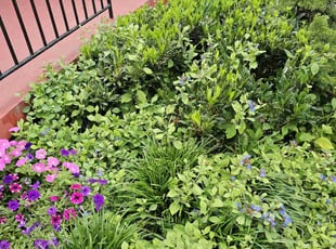 Weeding by Artavius Clark for Ramona S. in Silver Spring, MD