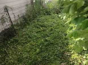 Weeding by Joe Ziz for Noah C. in Cleveland, OH