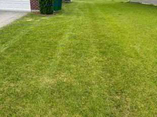 David G.'s Lawn Mowing service result