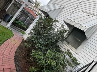 Bush Trimming by Yekson Márquez for Ross C. in New Orleans, LA