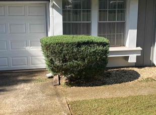 Bush Trimming by Tomika Carter for Anita W. in Ellenwood, GA