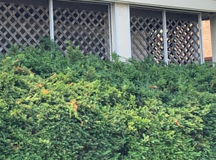 Bush Trimming by Dierre McDaniel for Colleen R. in Cleveland, OH