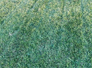 Thomas T.'s Yard Cutting service result