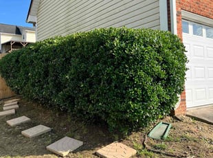 Bush Trimming by Marc Yero for Marina D. in Dallas, GA