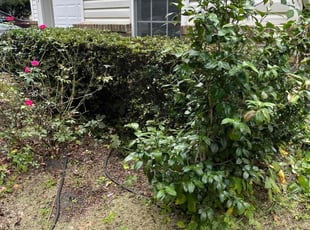 Bush Trimming by DeWayne Saunders for Hariharan N. in Holly Springs, NC