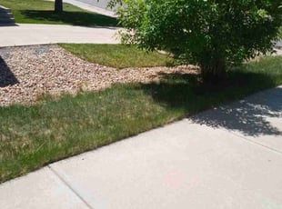 Bush Trimming by Nigil Curry for Rebecca F. in Aurora, CO